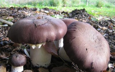 Food from Wood: Growing Edible & Medicinal Mushrooms