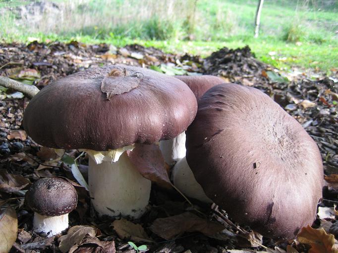 king stropharia mushrooms in garden bed